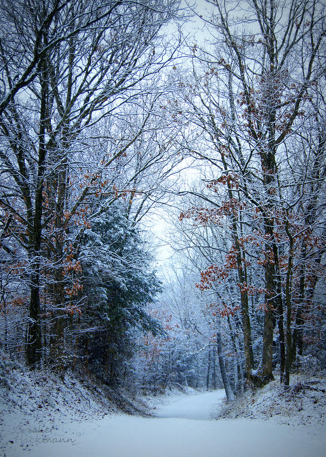 Winter Photograph - Winter Lane by Cricket Hackmann