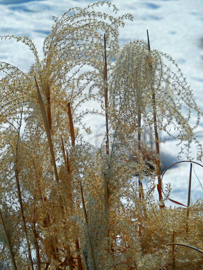 Winter Lasting Photograph by Cyryn Fyrcyd