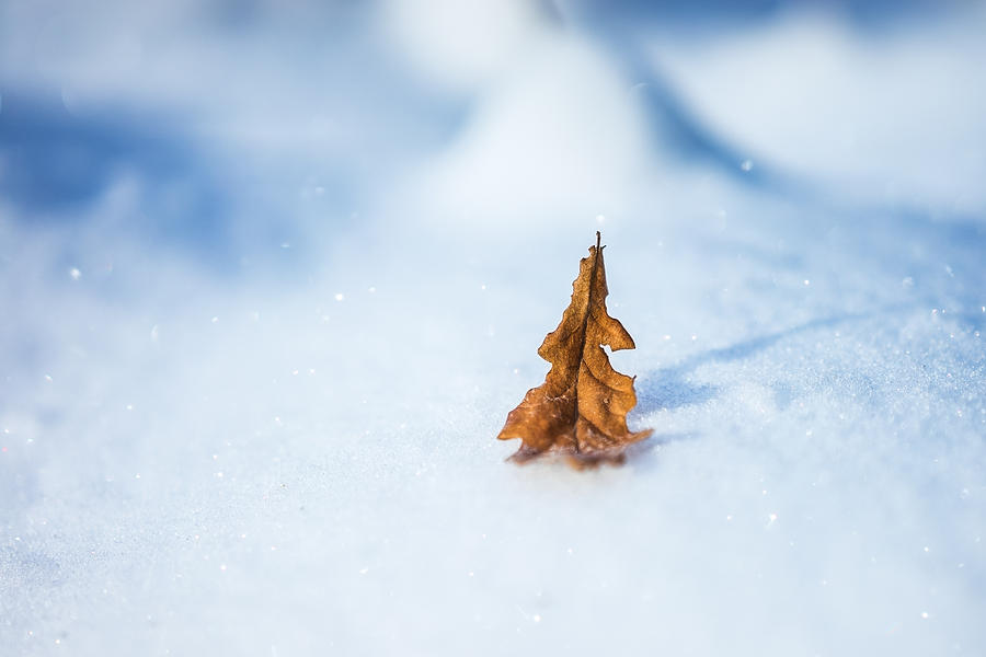 Winter Leaf Photograph