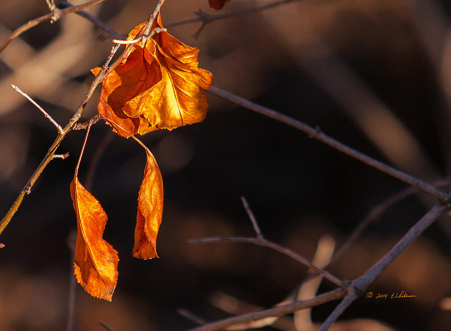 Winter Leaf Photograph by Ed Peterson