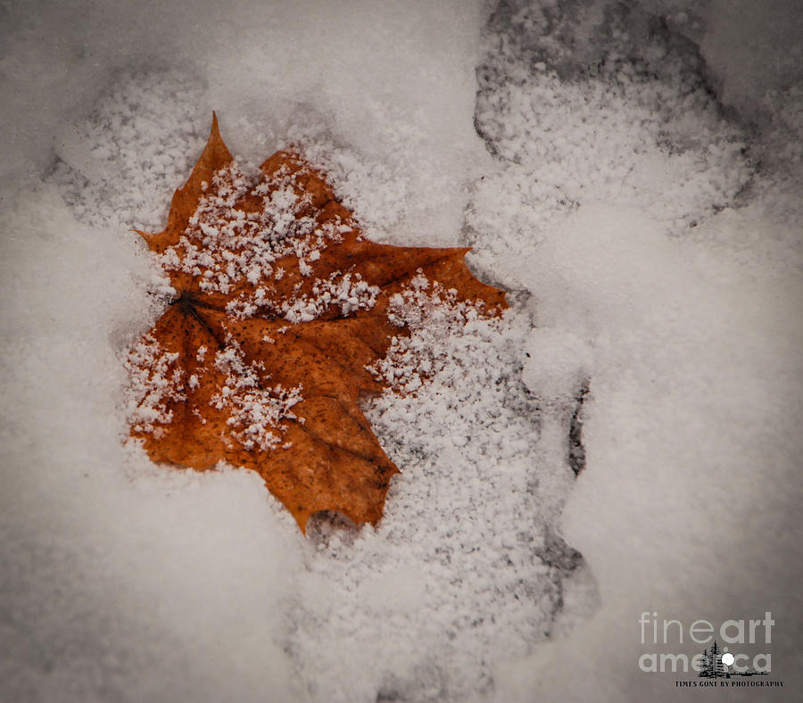 Winter Leaf Photograph by Grace Grogan