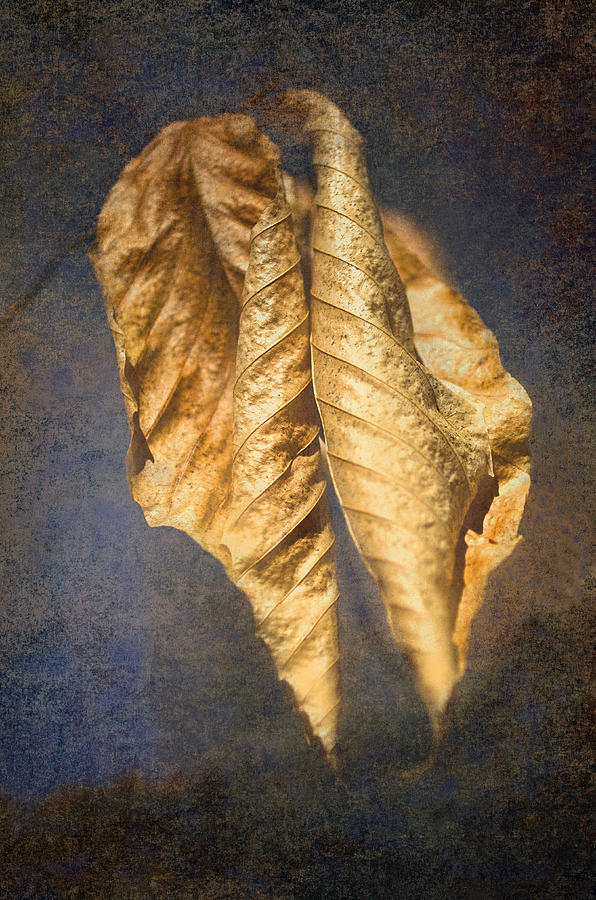 Winter Leaves Abstract Photograph by Sandi OReilly