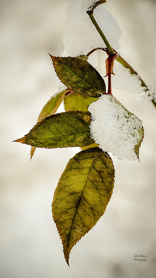 Winter Leaves and Snow Photograph by Julie Palencia