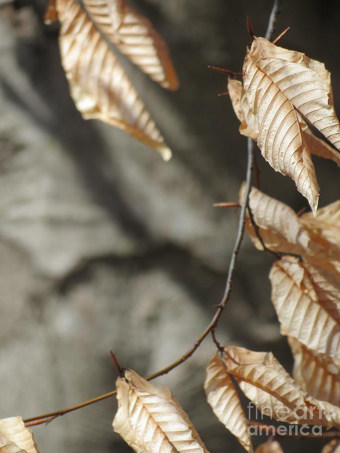 Winter Leaves Photograph by Anita Adams