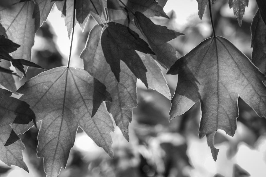 Winter Leaves - BW Photograph by Carolyn Marshall