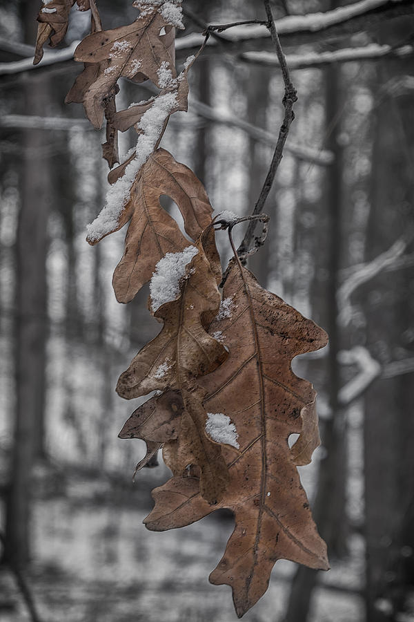 Winter Photograph - Winter Leaves by David  Banks 