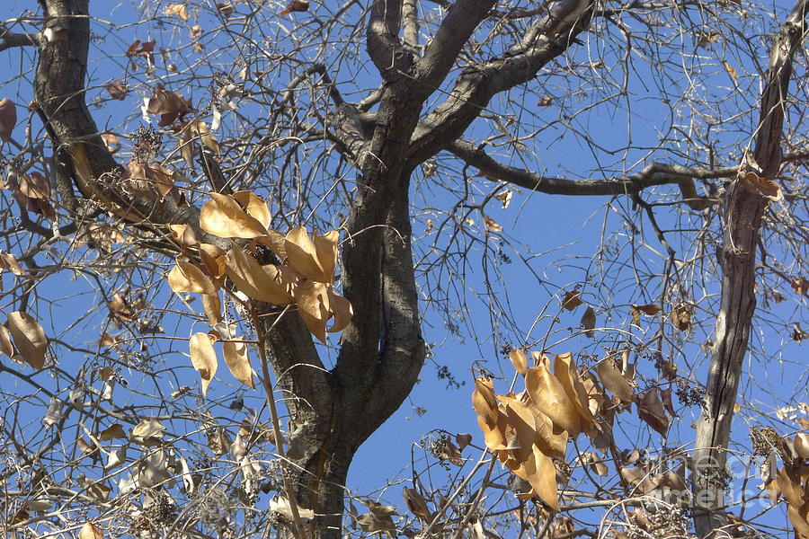 Winter Leaves Photograph by Nora Boghossian
