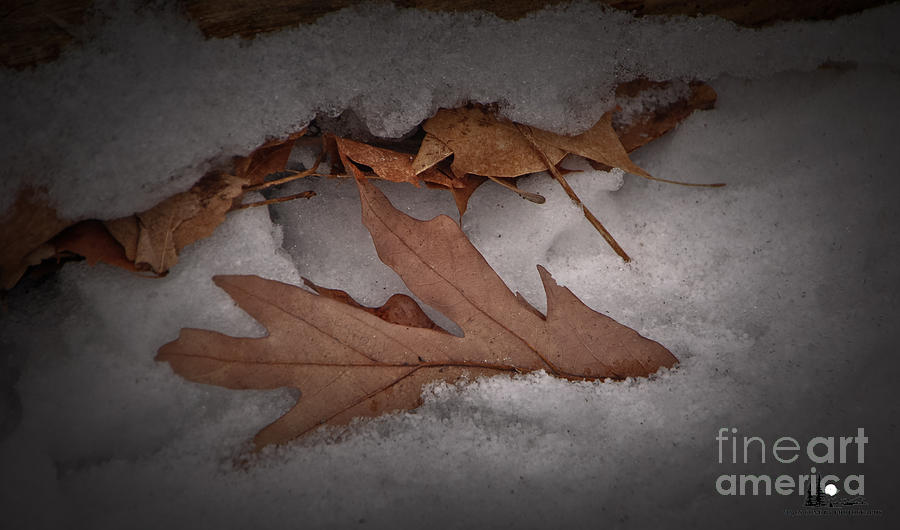 Winter Leaves On Log Photograph