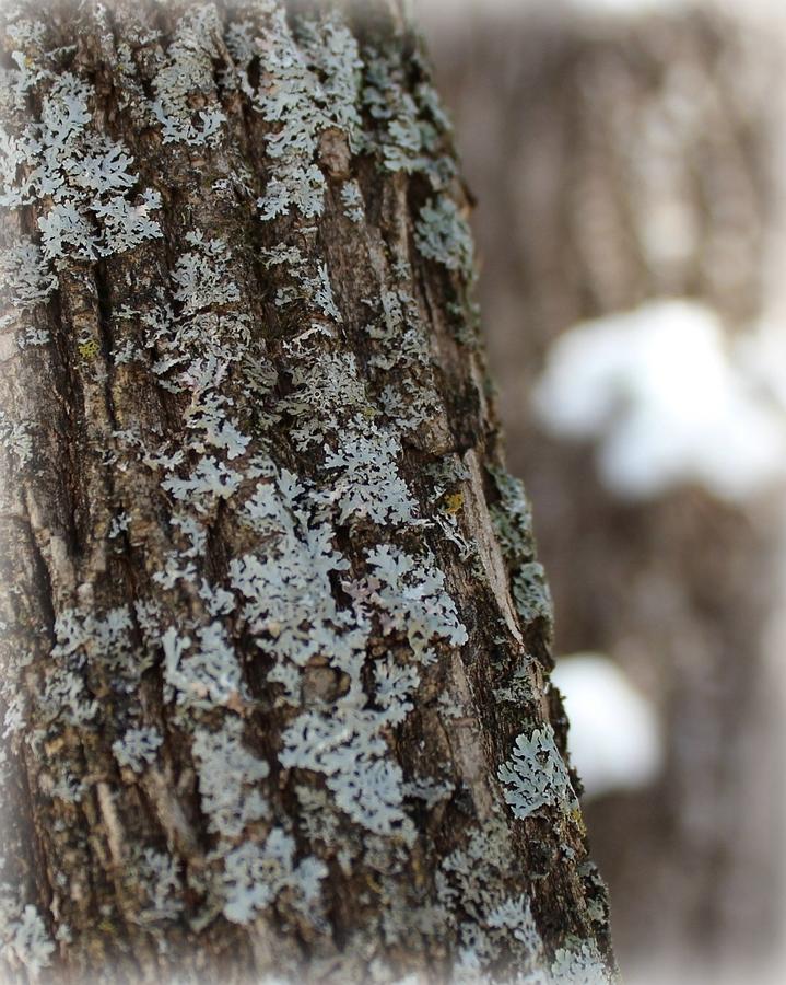 Winter Lichen Photograph by Elizabeth Sullivan