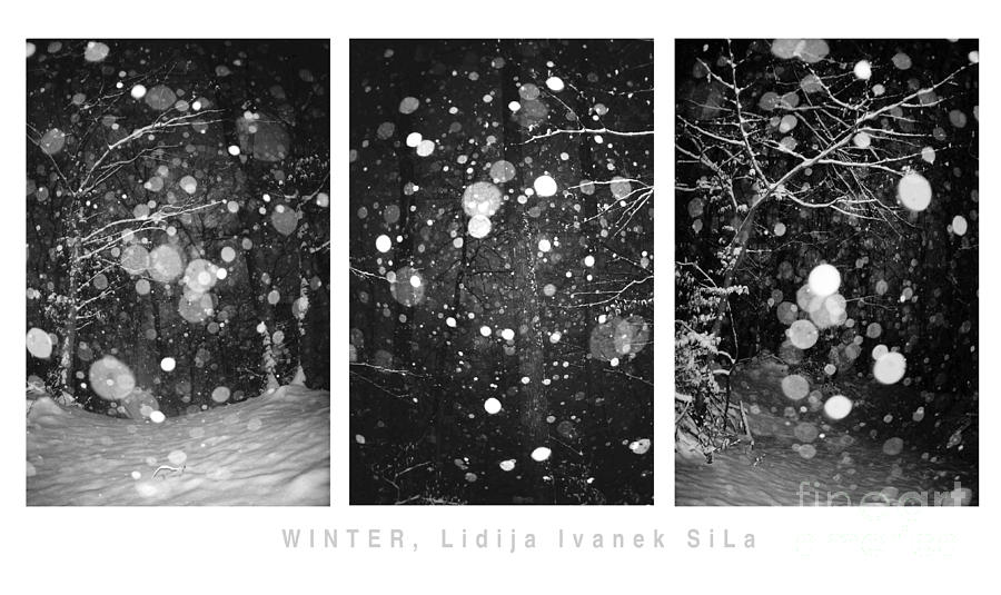 Winter Photograph by Lidija Ivanek - SiLa