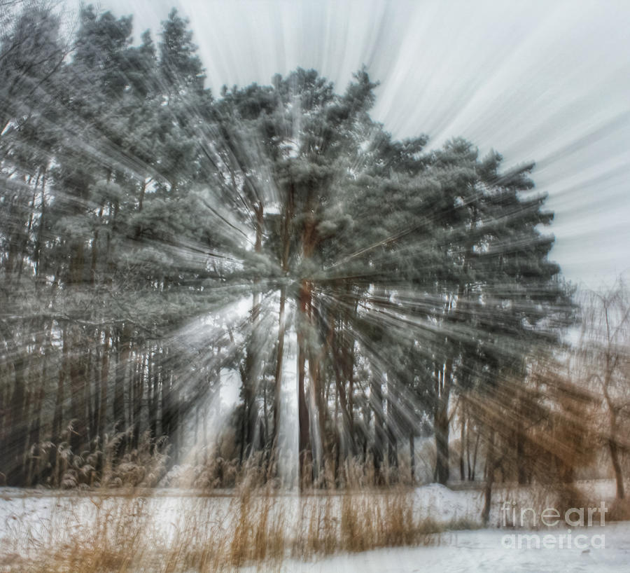 Tree Photograph - Winter light in a forest by Iryna Liveoak