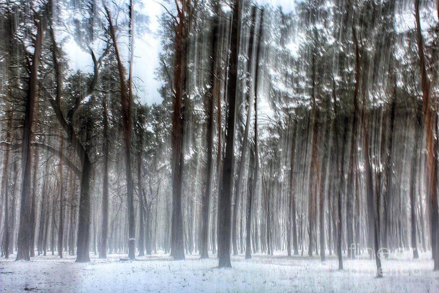 Winter Photograph - Winter light in a forest with dancing trees by Iryna Liveoak