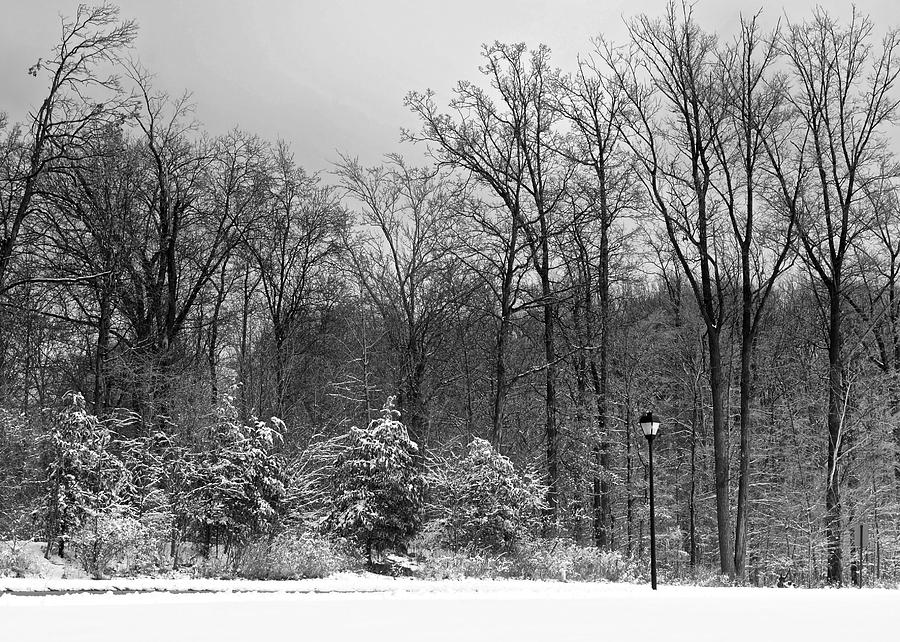 Winter Light Post Photograph