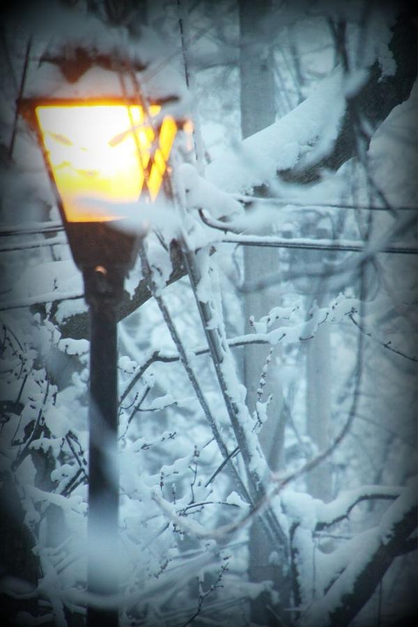 Winter Photograph - Winter Light by Stephanie Leidolph