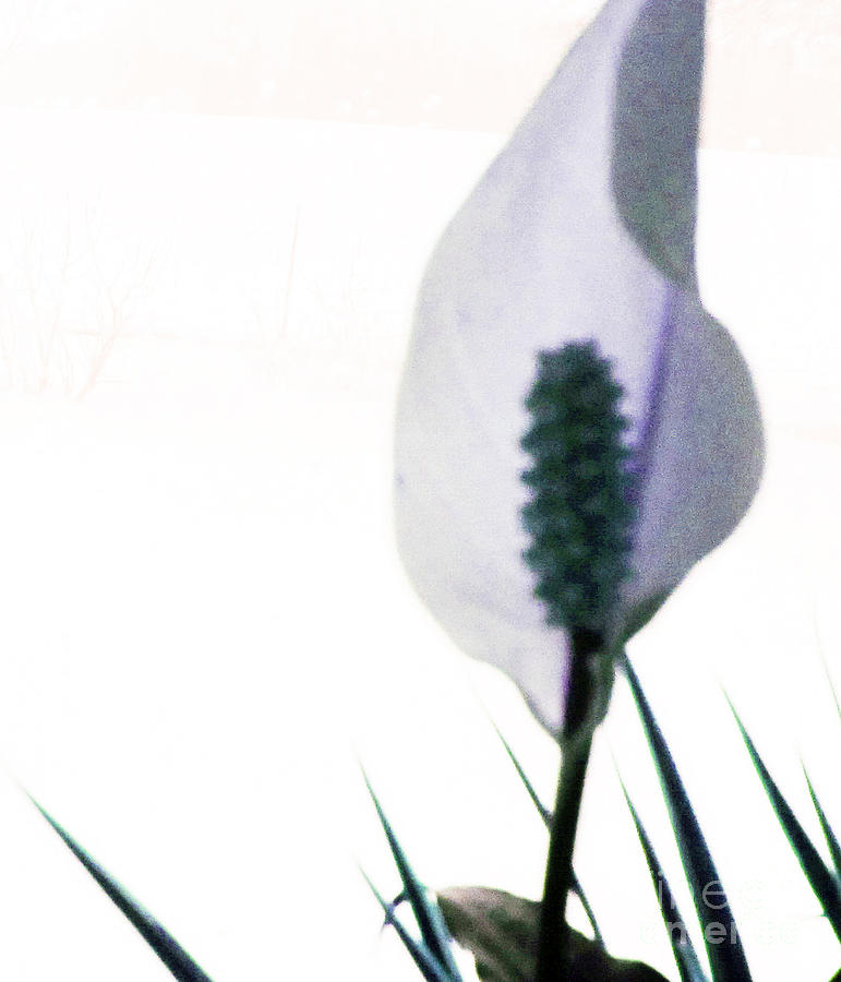 Winter Lily Photograph