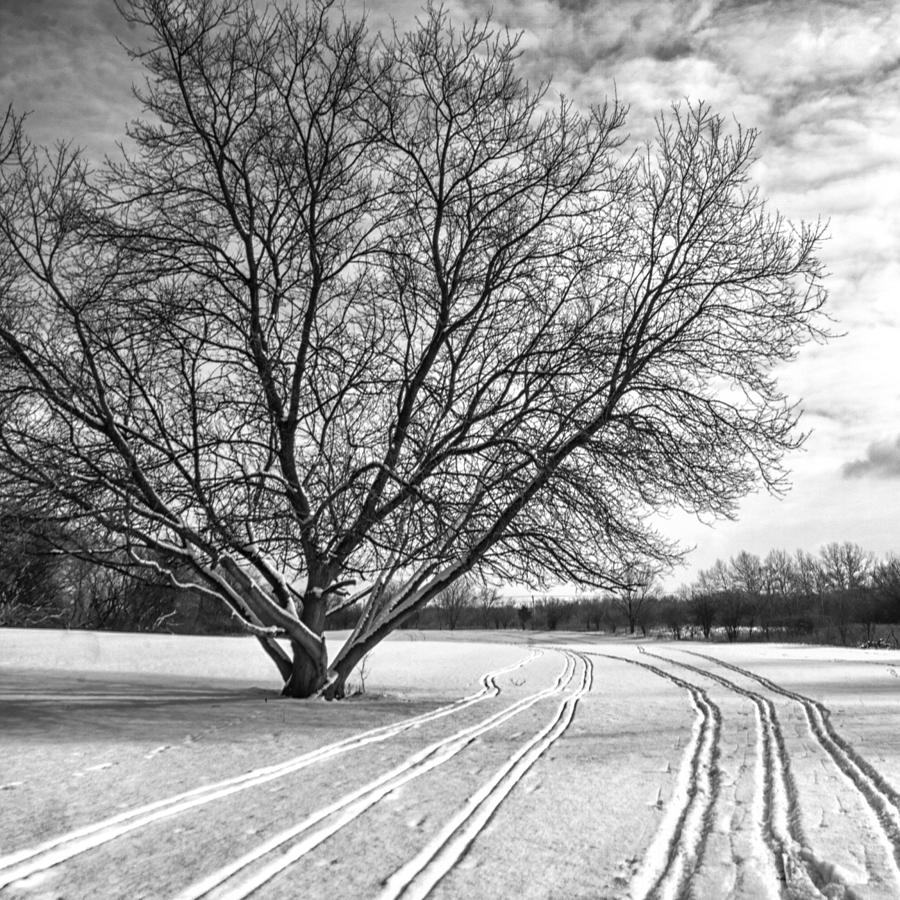 Winter Photograph - Winter Lines by Lauri Novak