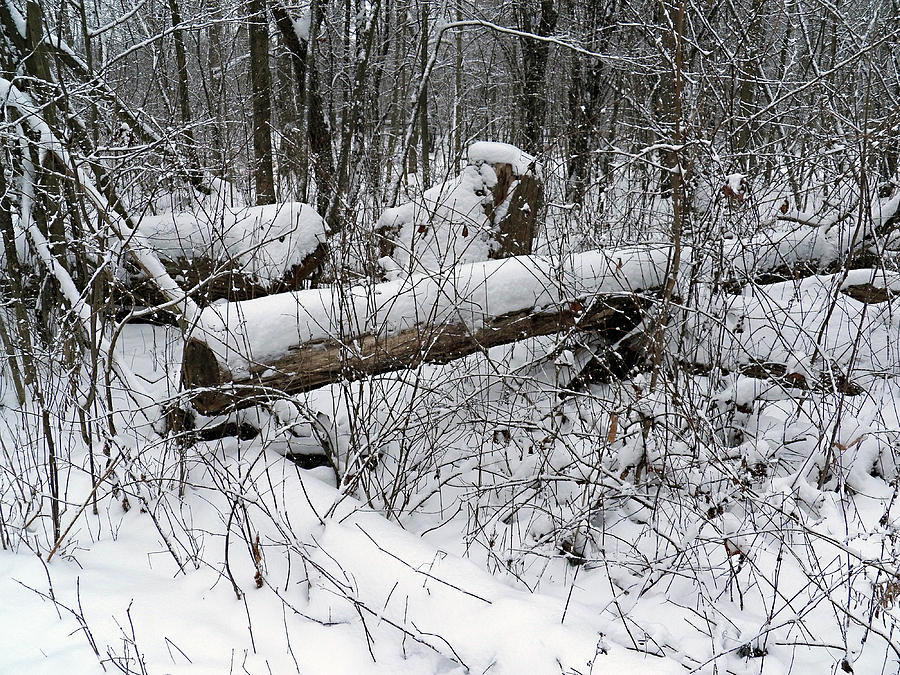Winter Log Photograph by Corinne Elizabeth Cowherd