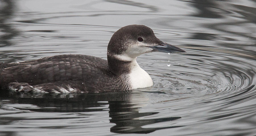 Winter Loon Photograph by Randy Hall