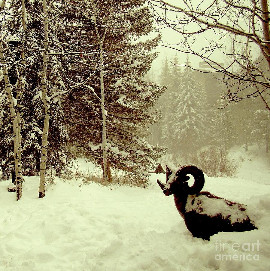 Winter Photograph - Winter Lost by Maurisca Sardju