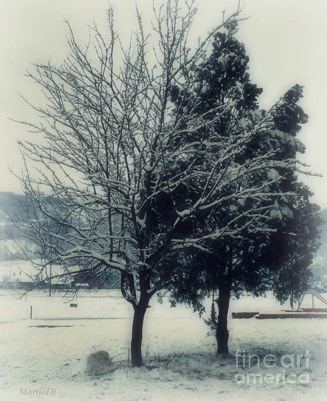 Nature Photograph - Winter lovers by Marija Djedovic