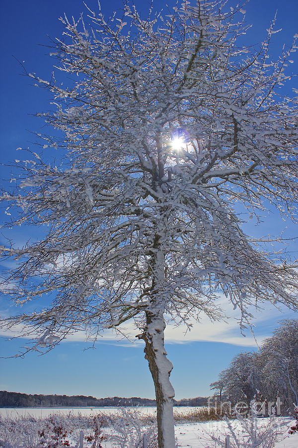 Winter Magic Photograph by Amazing Jules