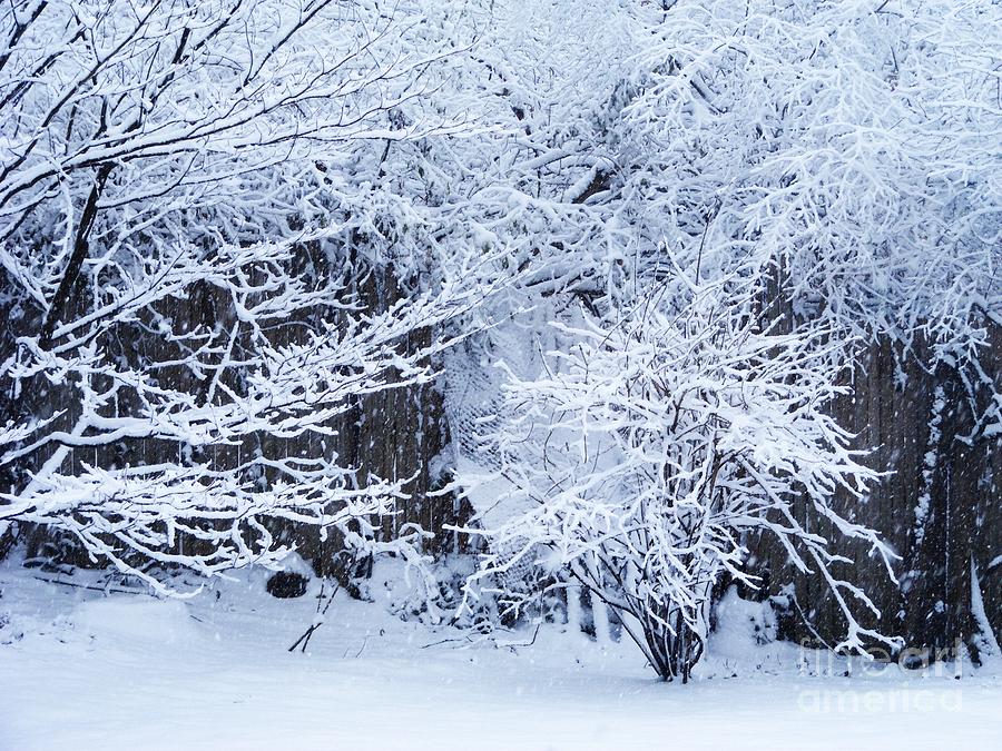 Winter Magic Photograph by Nancy Kane Chapman