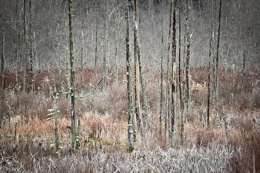 Winter Marsh Photograph by Ronda Broatch