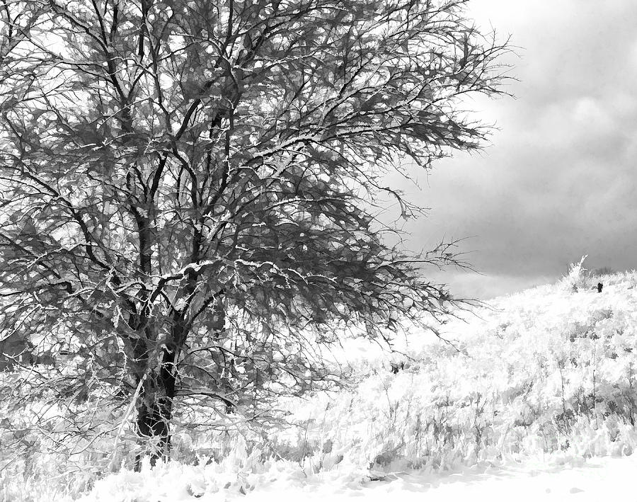 Winter Photograph by Mary Underwood
