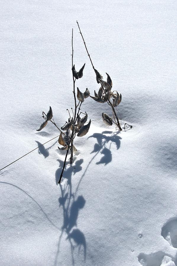 Winter Milkweed Abstract Photograph by Valerie Kirkwood