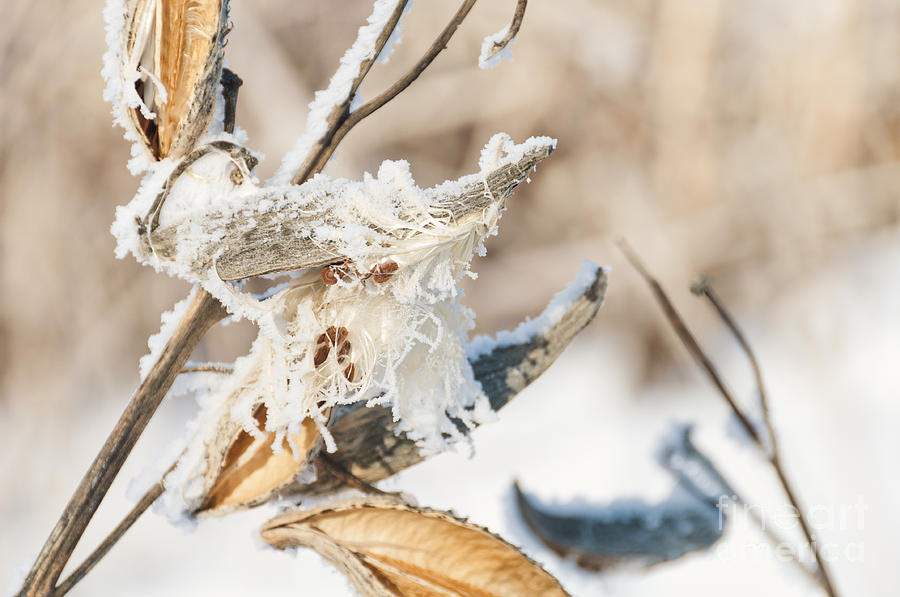 Winter Milkweed Photograph by Cheryl Baxter