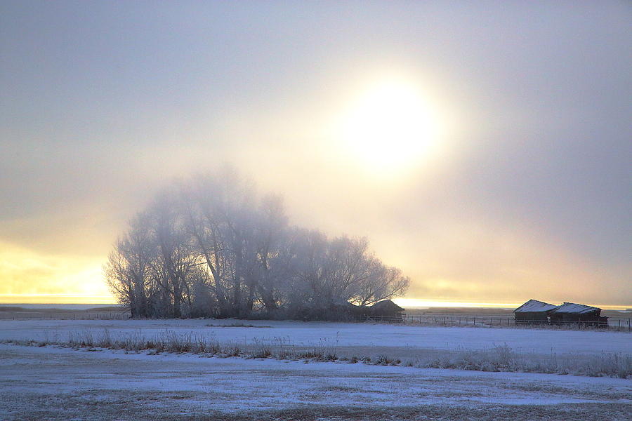 Winter Mist Photograph by David Andersen