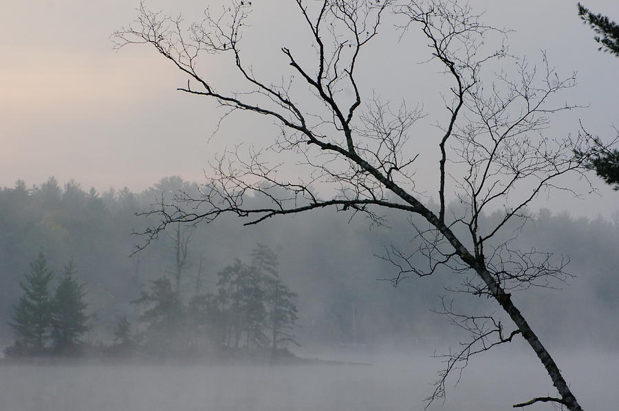 Winter Mist Photograph