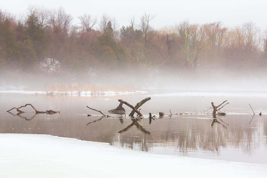 Winter Mist Photograph by Sara Hudock