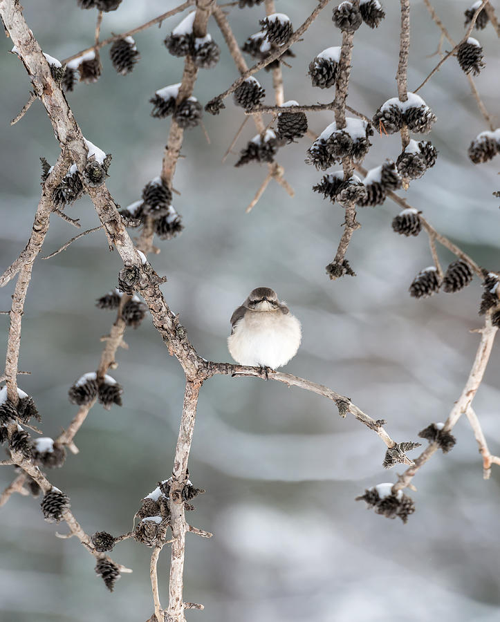 Winter Mockingbird Photograph by Patrick Wolf