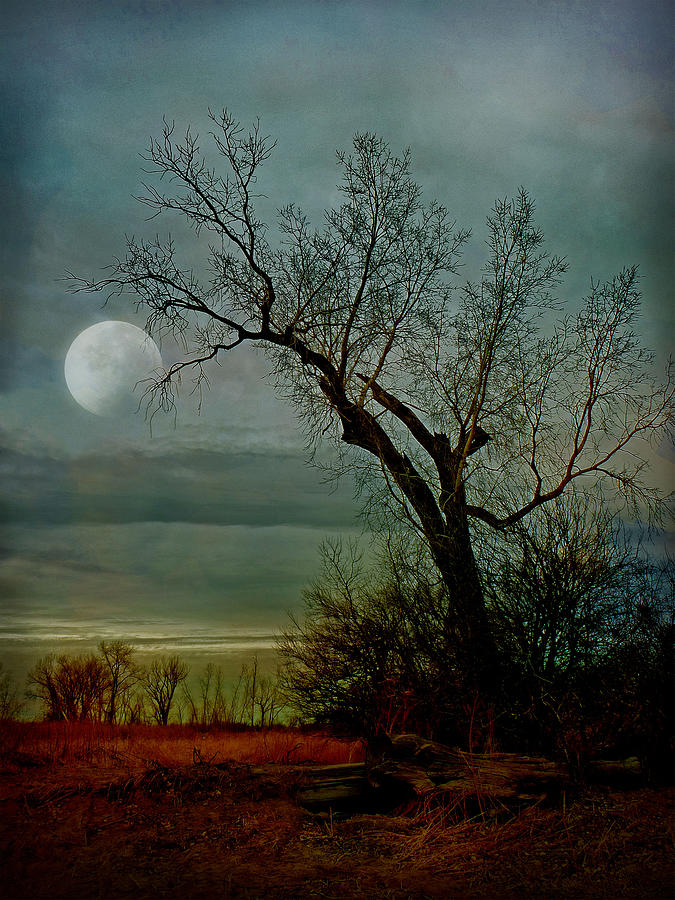 Winter Photograph - Winter Moon by John Anderson