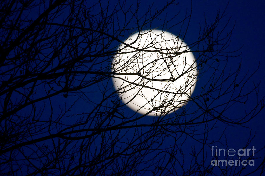 Winter Moon Photograph by Terry Elniski