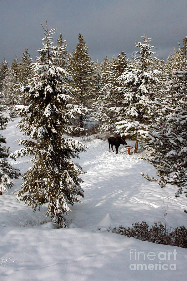 225P Winter Moose Photograph by NightVisions