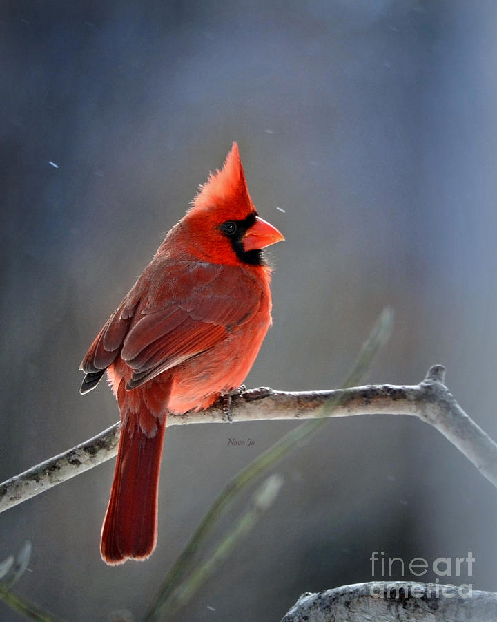 Winter Morning Cardinal Photograph by Nava Thompson