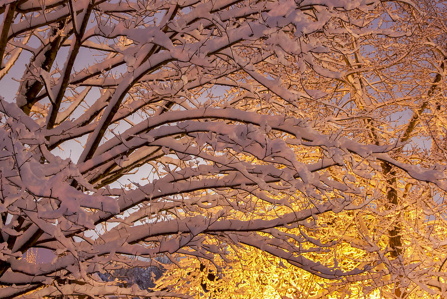 Winter Morning Photograph by Carol Erikson