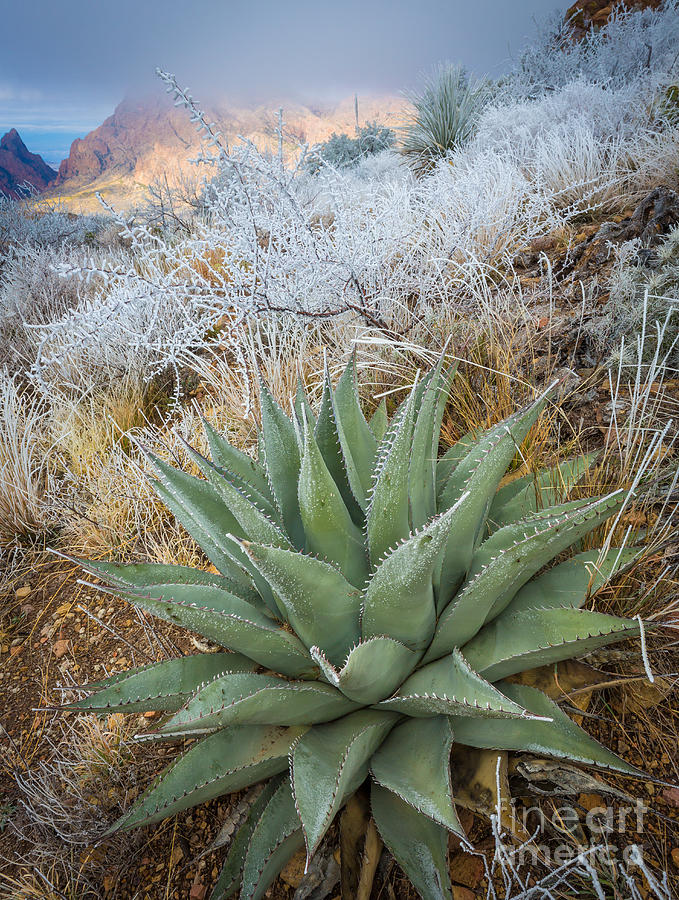 Winter Morning in the Chisos Photograph by Inge Johnsson