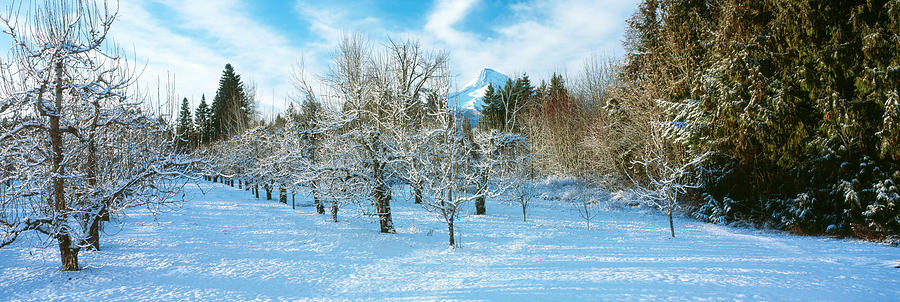 Nature Photograph - Winter Morning In The Pear Orchard by Panoramic Images