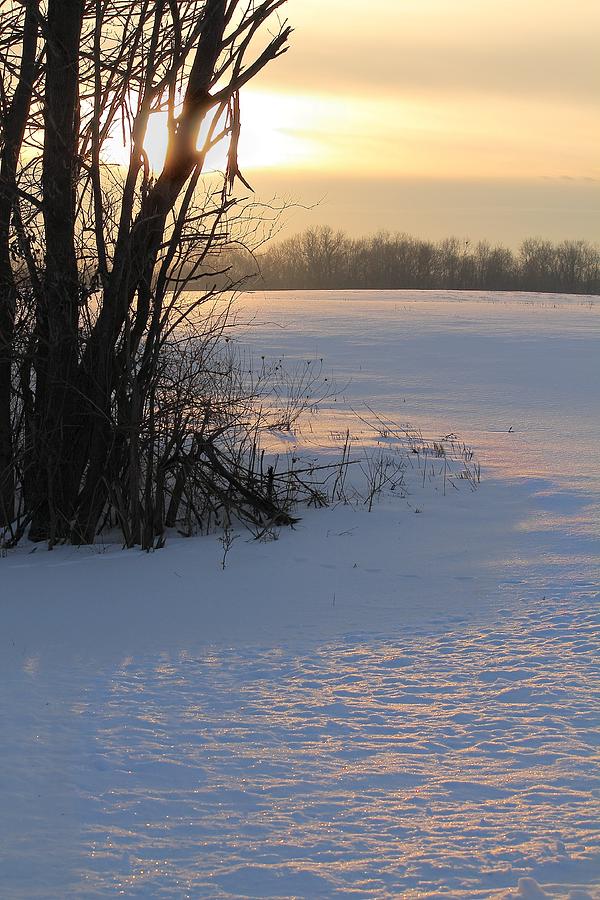 Winter Morning Photograph by Angela Murdock