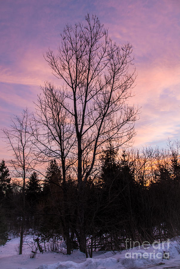 Winter Morning Sky Photograph by Cheryl Baxter