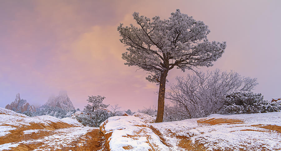 Winter Morning Solitude Photograph by Tim Reaves