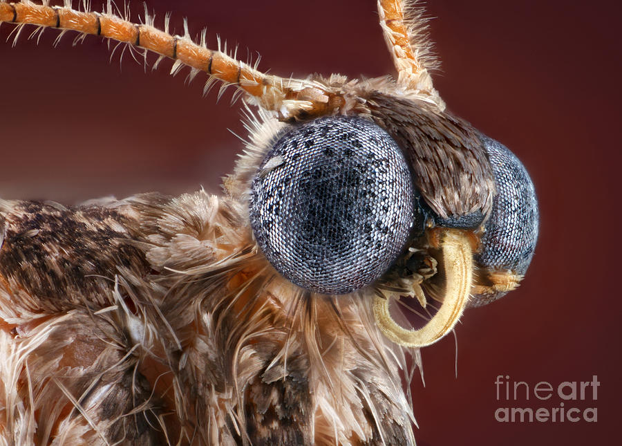 Animal Photograph - Winter Moth by Matthias Lenke