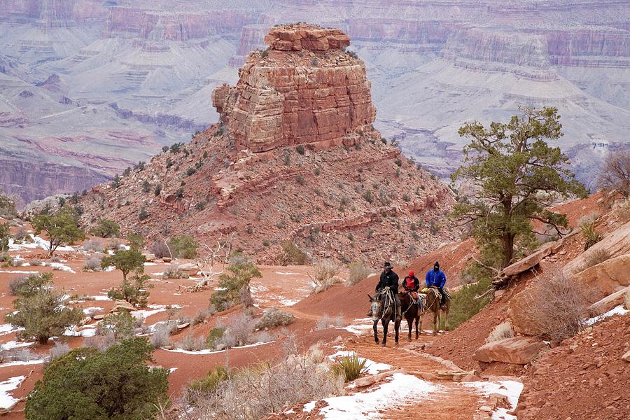 Winter Mule Train In The Grand Canyon Photograph by Jim West