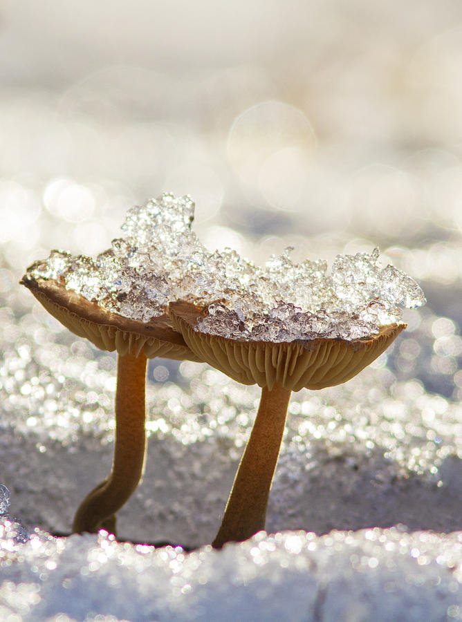 Winter mushrooms Photograph by Mircea Costina Photography