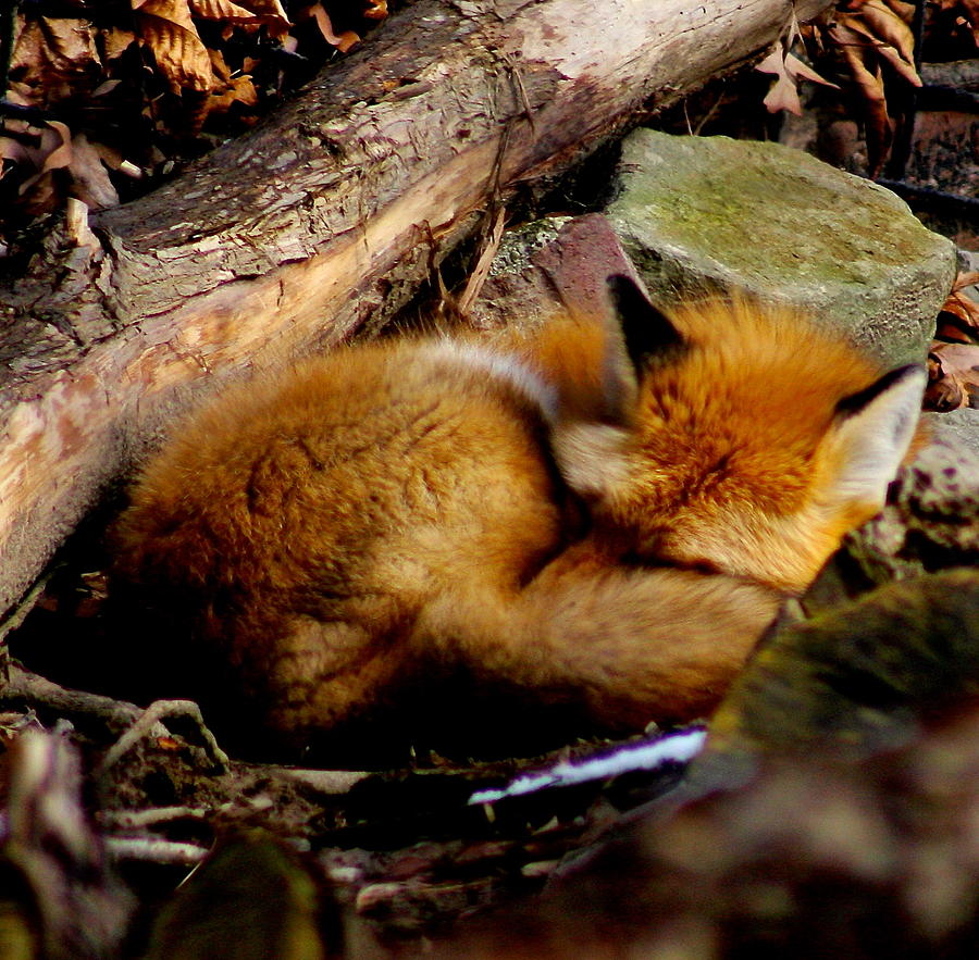 Winter Nap Photograph by Steve Ratliff - Fine Art America