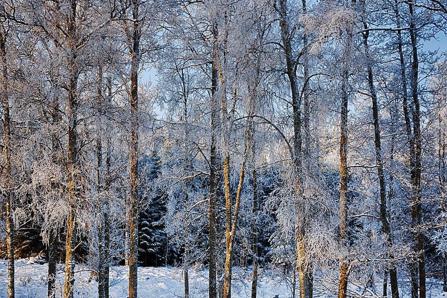 Winter Photograph - Winter Nature Ans Scenery by Christian Lagereek