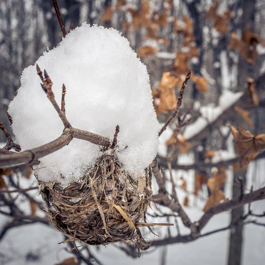 Winter nest Photograph by Chris Bordeleau